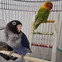 یک جفت پرنده کوتوله با قفس و پایه