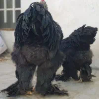 سه جفت برهما بالغ اصیل لایت بلو بلک درشت