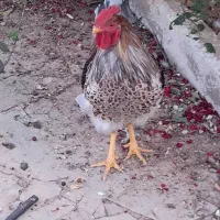 فروش خروس ویاندونت اورنج