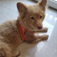 سگ موکا وارد ۶ ماه شدهه نژاد انگلیس
