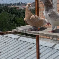 یه جفت نروماده