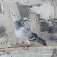 کبوتر فروشی