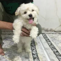 سگ بازیگوش