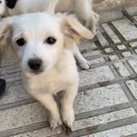 سگ اصیل تریر