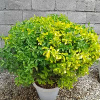 شمشاد طلایی