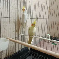 عروس هلندی مولد