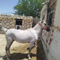 اسب نریان گرد