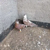کفتر عطیقه