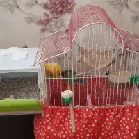 ۲ تا عشق