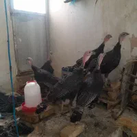 فروش ۷عدد بوقلمون ماده