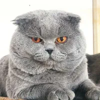 گربه|گربه|ملارد, |دیوار