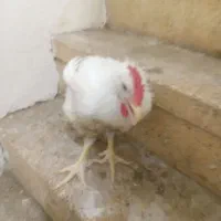 مرغ گوشتی اوکانیک