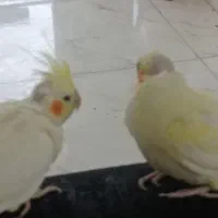 جوجه عروس هلندی