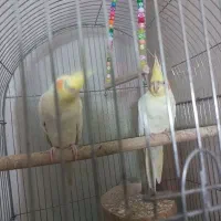 فروش عروس هلندی لوتینو