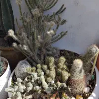 دیش گاردن کاکتوس