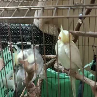 عروس هلندی جفت