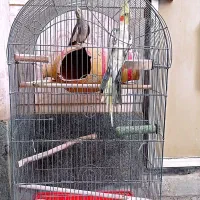 عروس هلندی نر و ماده