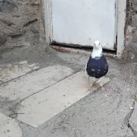 طوقی سیاه