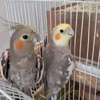 عروس هلندی