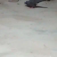 کبوتر