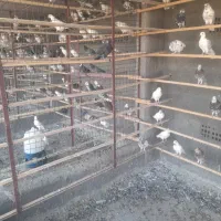 فروش کود کفتر