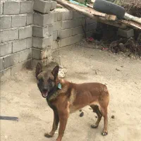 سگ ژرمن|سگ|انزل, |دیوار