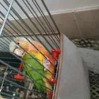 گرینچیک و عروس