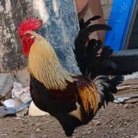مرغ و خروس لری عشایری