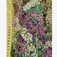 نیازمند کارگر افغانی برای انگور چیدن