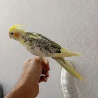 جوجه عروس نرمه خور و سرلاکی