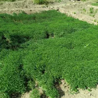 مرزه
