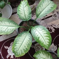 گل های دیفن زیبا ومقاوم
