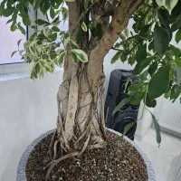 درختچه های خاص کلکسیونی