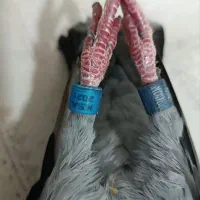 جفت کبوتر پلاکی  عربستان