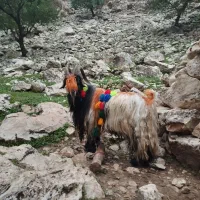 بعده دوبُر ترکی