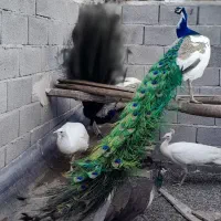 جوجه طاووس