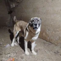 سگ الابای