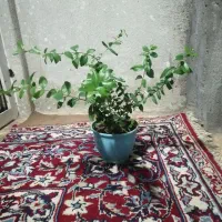 گل دیفن|گل و گیاه طبیعی|یاسوج, |دیوار