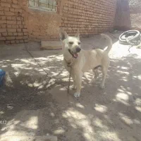 پاپی گوش اسبی نر