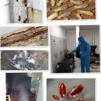 سمپاشی ساس سوسک موریانه بید کک مگس  باضمانت