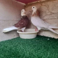 (*۷ تا کبوتر کلکسیونی *)