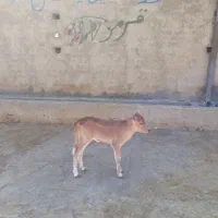 گوساله ماده شیری