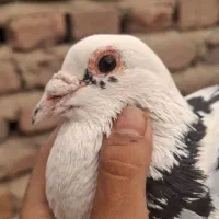 کبوتر پرستو