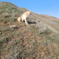 سگ گله|سگ|ایجرود, |دیوار