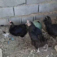 مرغ لاری و گلپایگانی