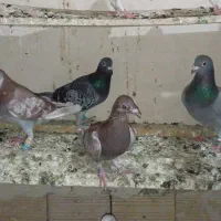 المانی و رنگه