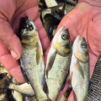 اگر استخر داری بهترین کار پرورش دادن ماهی