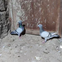 پرنده