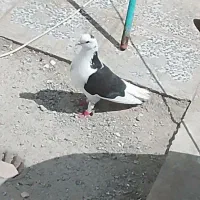 کبوتر