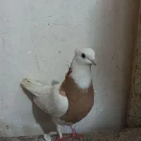 فروش فوری